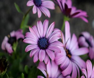 Group of pink/purple daisy-like flowers