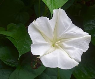 Tropical white morning glory (Ipomoea alba)