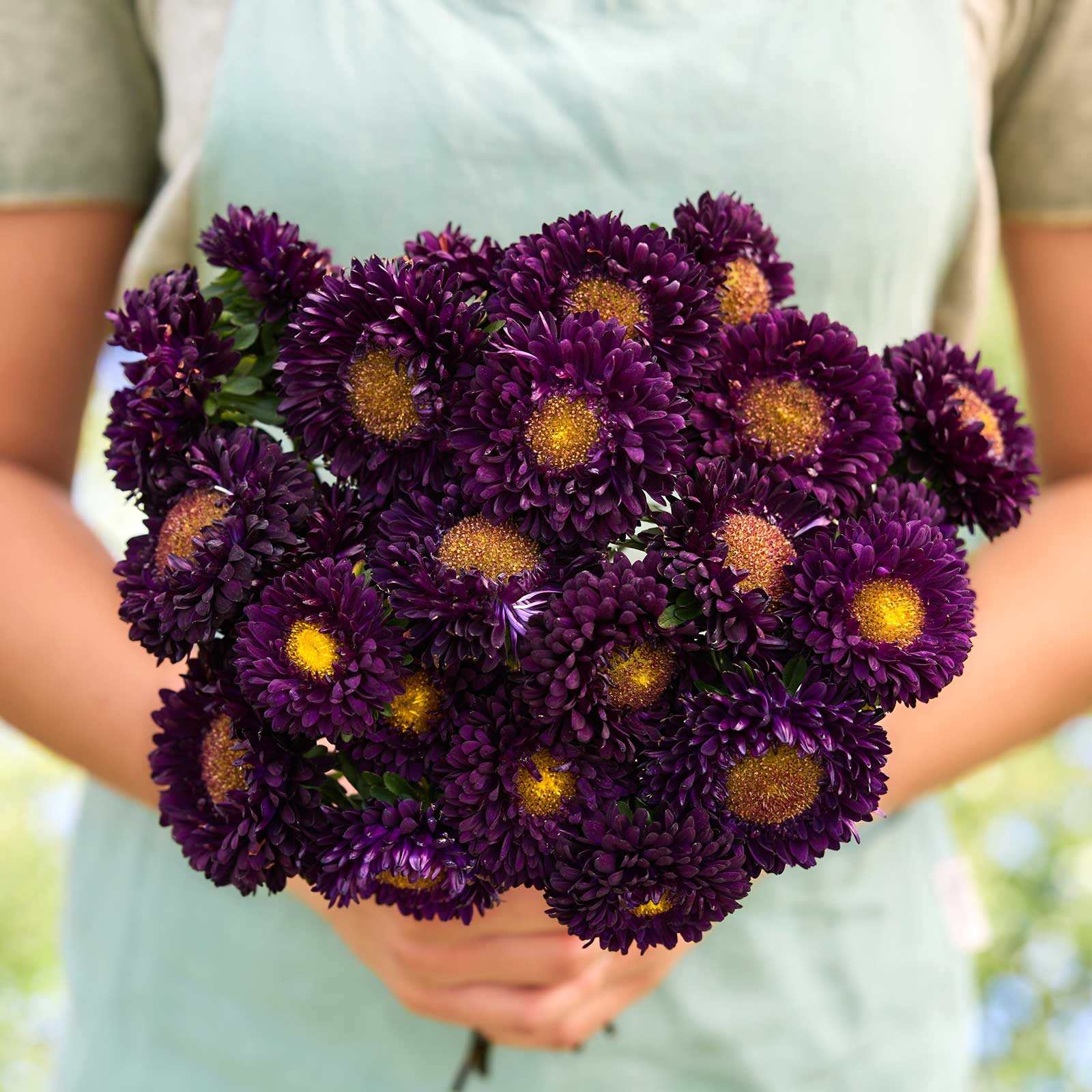 China Aster Seeds - Matsumoto Blue