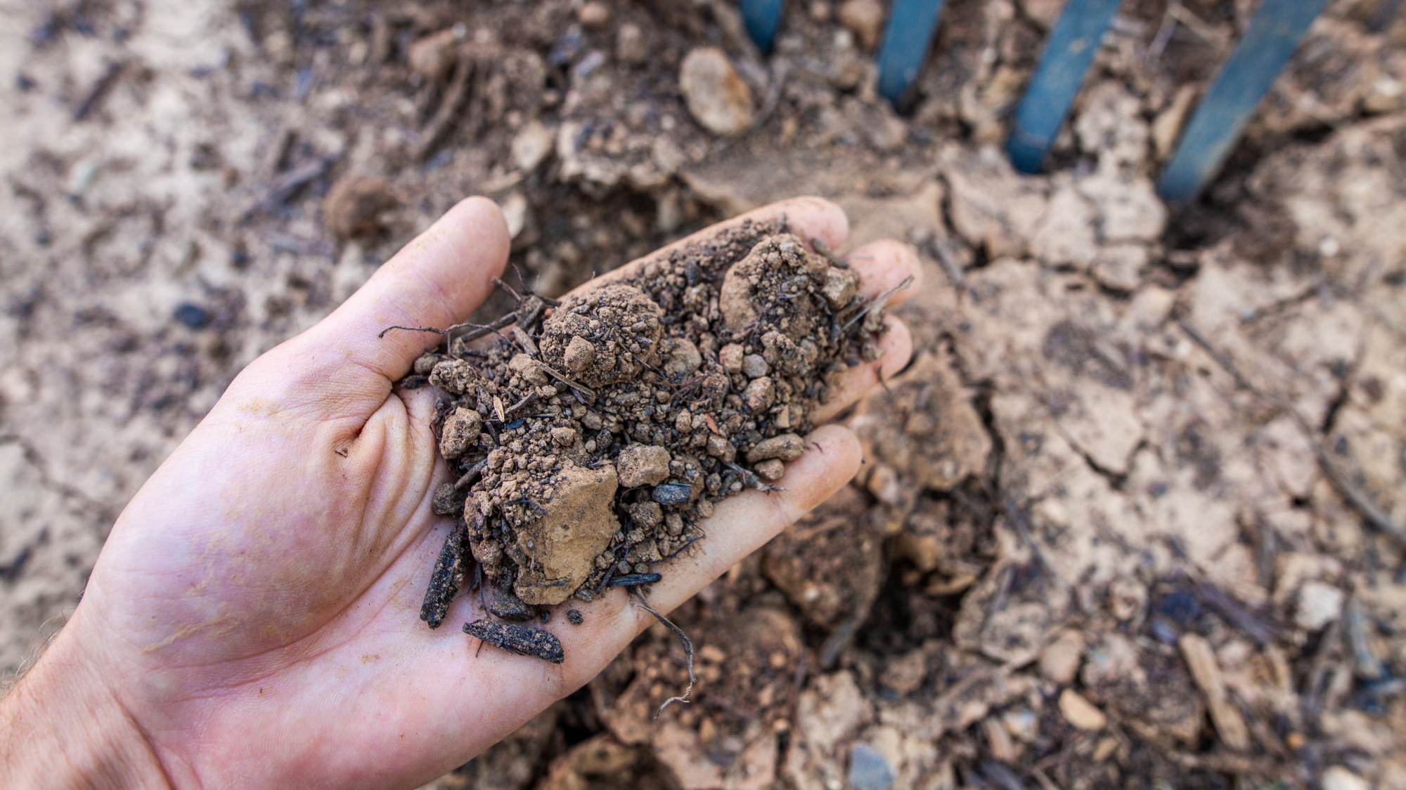 hand full of dry clumps of soil