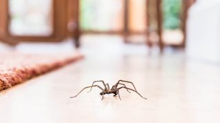 A spider on the floor in a home next to a rug