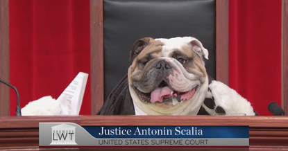 John Oliver finds a brilliant solution to the Supreme Court's frustrating camera ban: Dogs