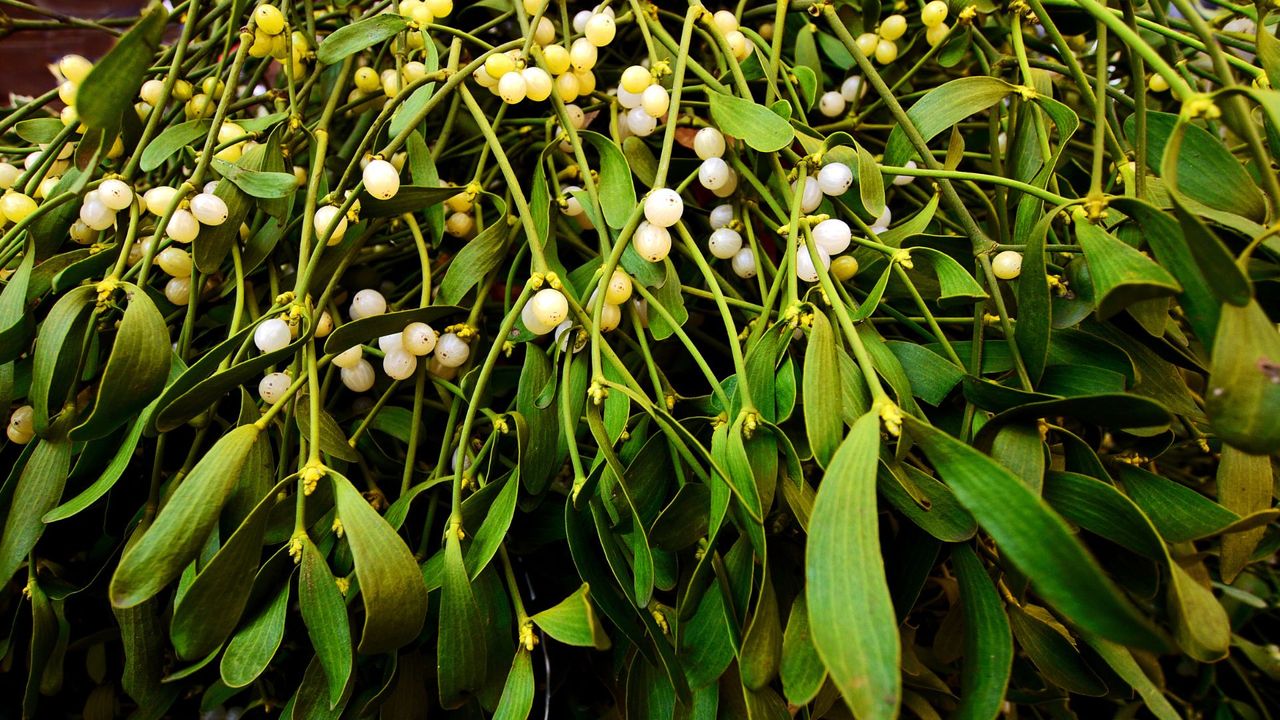 Bunches of mistletoe