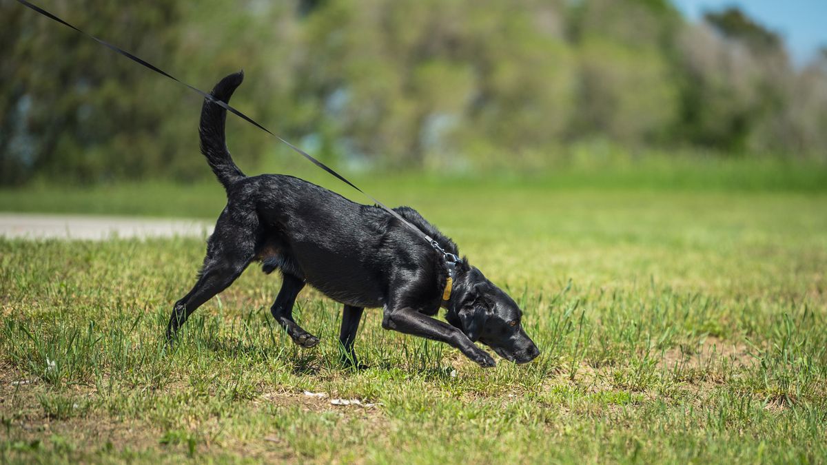 Dog sniffing in a grassy field