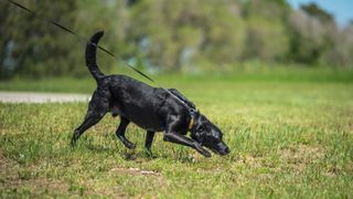 Dog sniffing in a grassy field