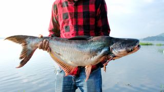 Man holding a caught catfish