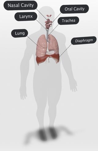 Respiratory System Google 3d