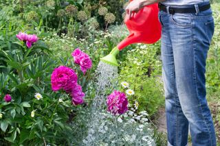 A woman waters peonies with a red watering can