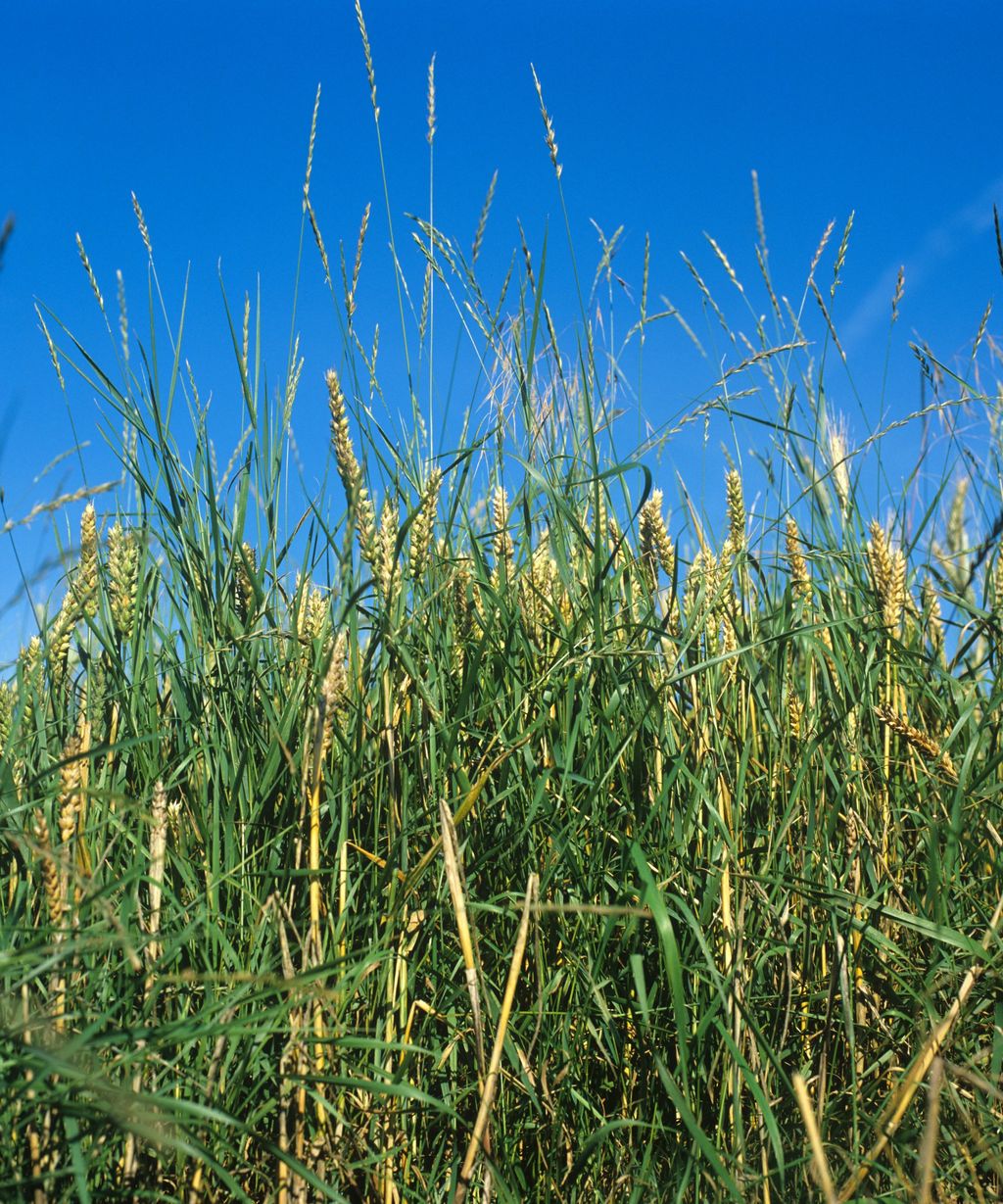 How to get rid of quackgrass to gain control over the weed Homes