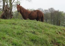 pony-in-the-garden-e1447332652953.jpg