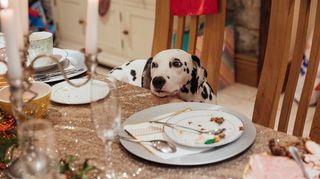 Dog Eating Christmas Leftovers