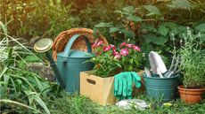 Tasks for beginner gardener