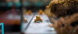 A small yellow frog sat at the edge of a vivarium