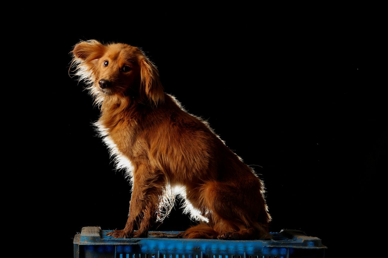 Duke is pictured at the Famproa dogs shelter in Los Teques, Venezuela.