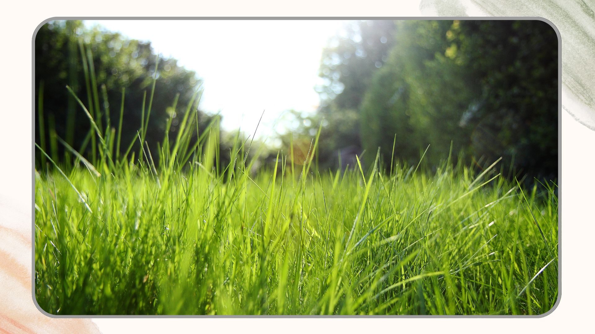 picture of uncut long grass in UK garden