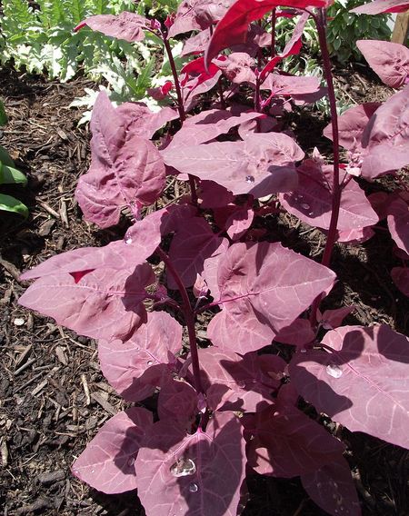 orach harvest