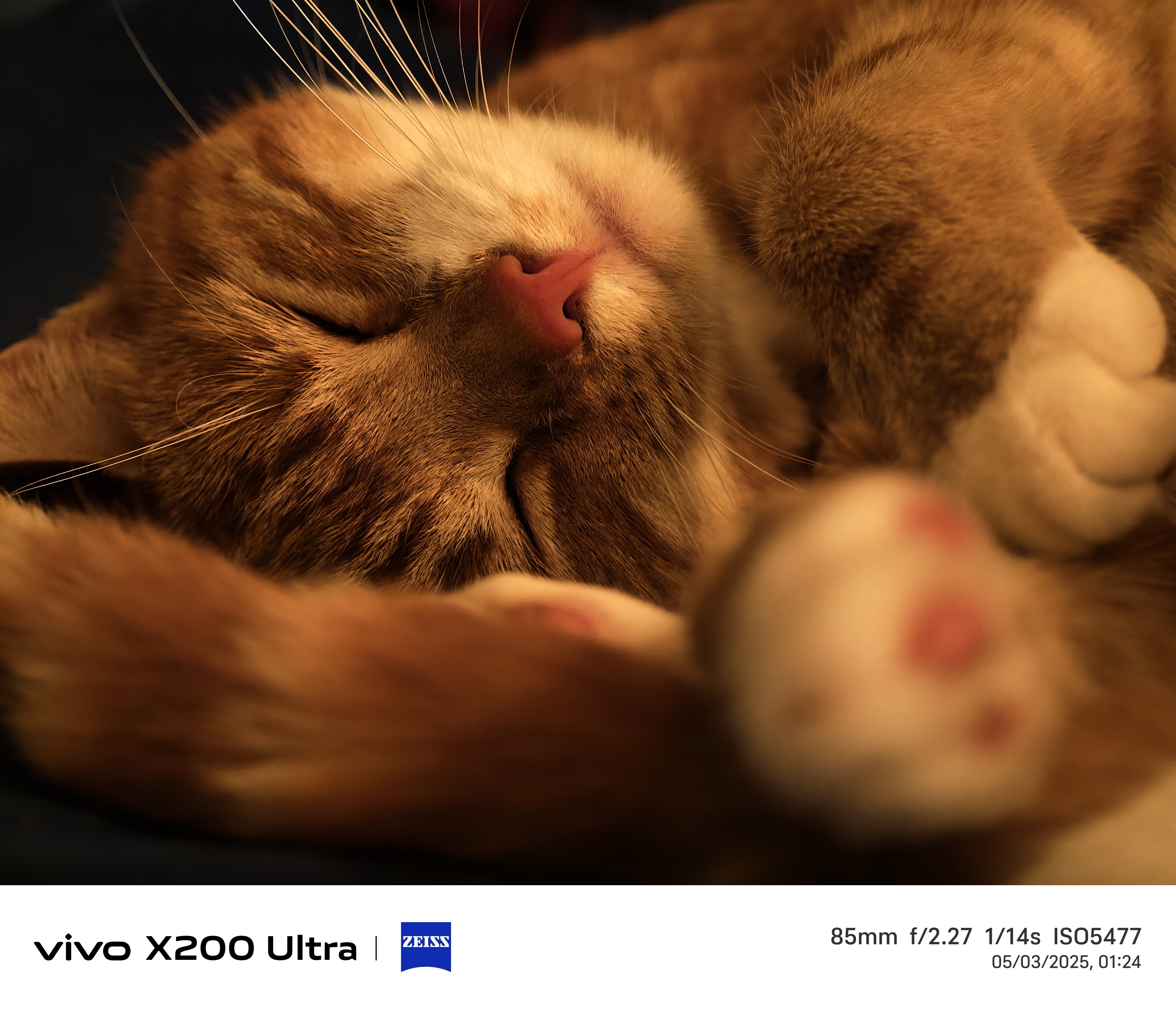 Close up of a cat asleep