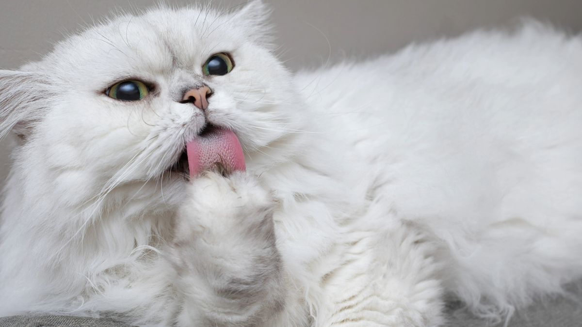 Why is my cat overgrooming? Vet nurse explains the causes and how to help