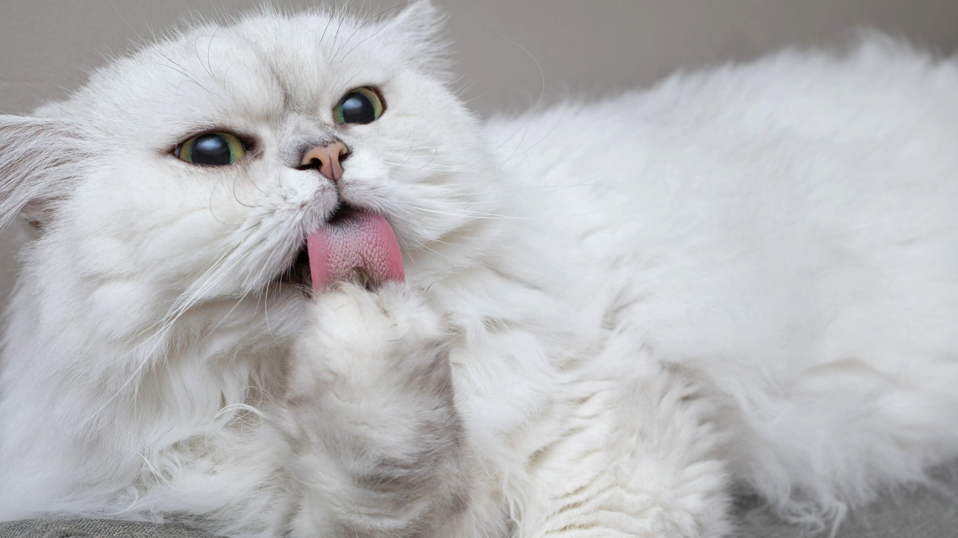 Why is my cat overgrooming? Vet nurse explains the causes and how to