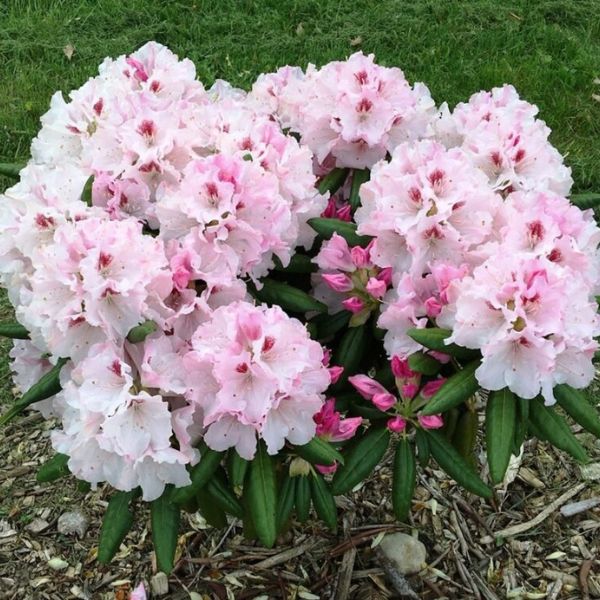 Holden's™ Pink Flare Rhododendron - #3 Container 1-2 Feet