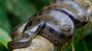 A green Anaconda sunning itself on a tree branch