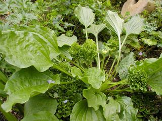 Broad-leaf plantain.