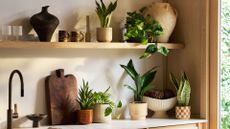 A minimalist kitchen with wood shelving holding a vase, a set of glasses, a pair of marbled mugs, a potted snake plant, a trailing plant, a wood cutting board, a pedestal bowl, and a range of other potted plants in ceramic planters