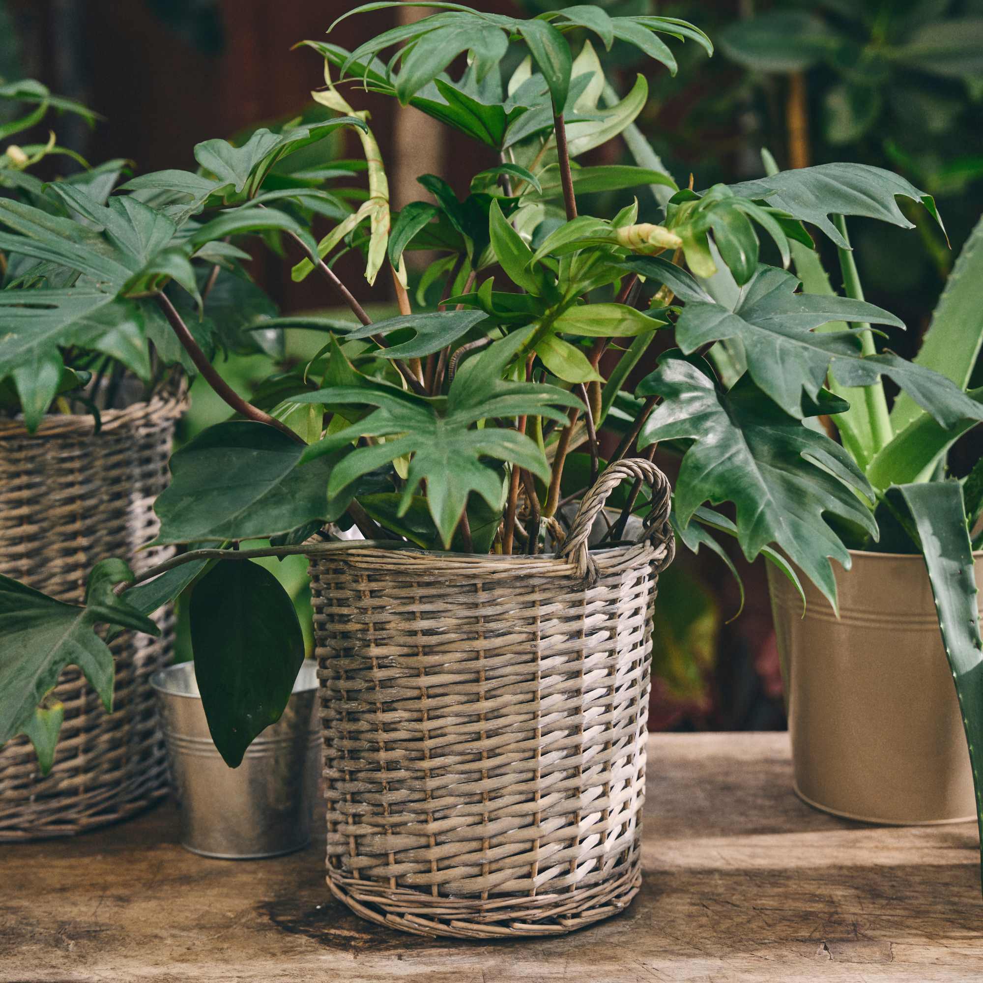 sostrenegrene, Willow Flower Pot With Handles