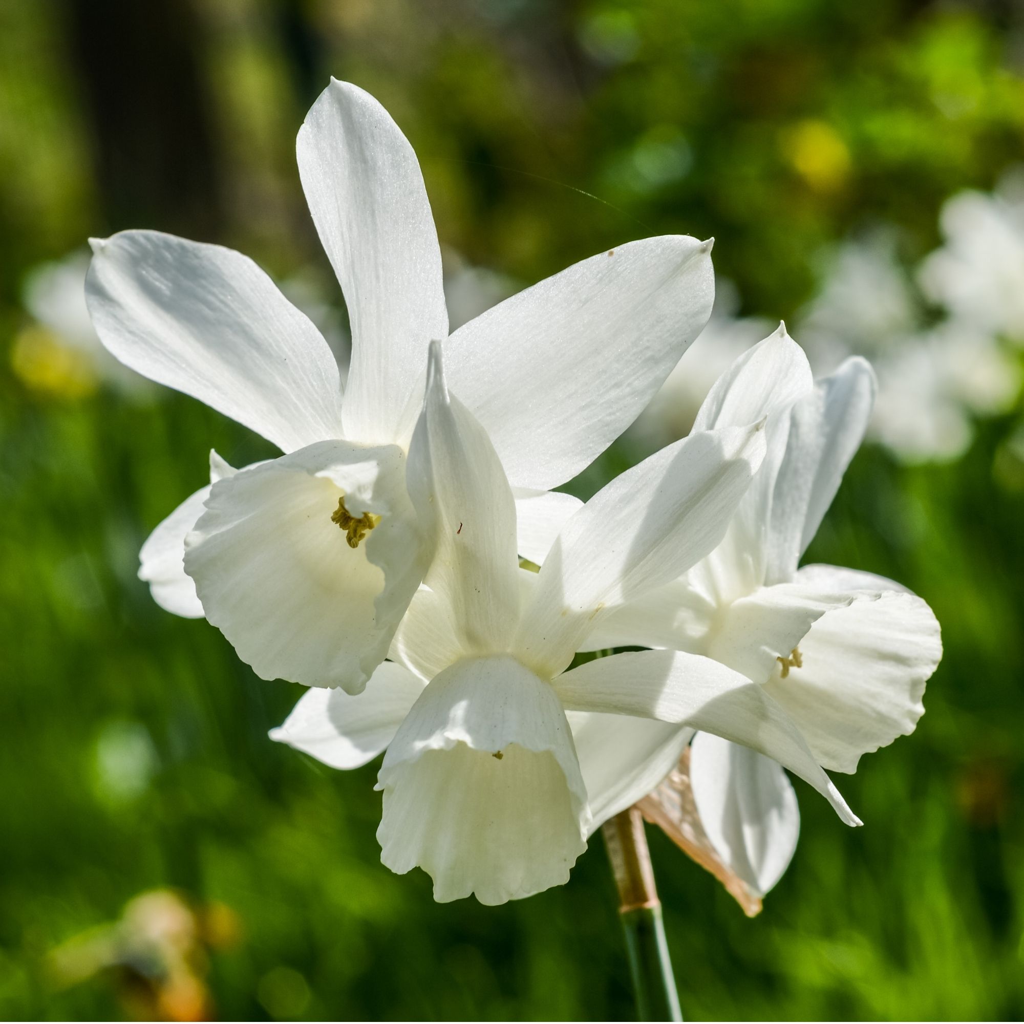White daffodils growing in garden