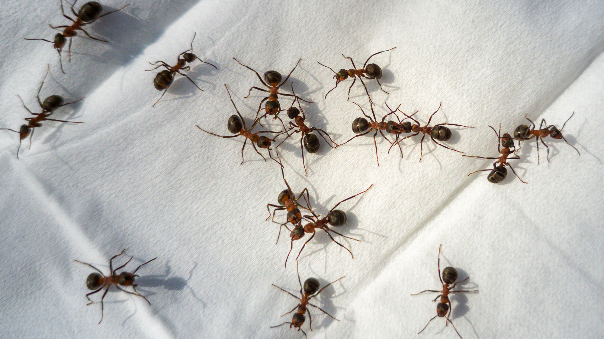  The Week contest: Ant doctors 
