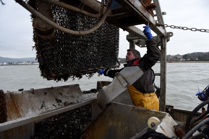 Skipper Shay Fitzpatrick dredges mussels from Carlingford Lough in Warrenpoint, Northern Ireland,