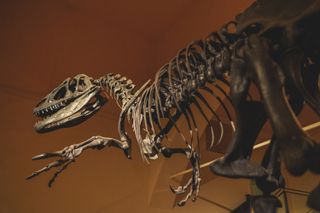 An Allosaurus skeleton (although not the one DiCaprio is rumored to be buying).