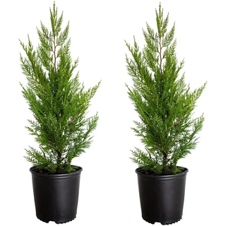 Two cypress trees in black pots