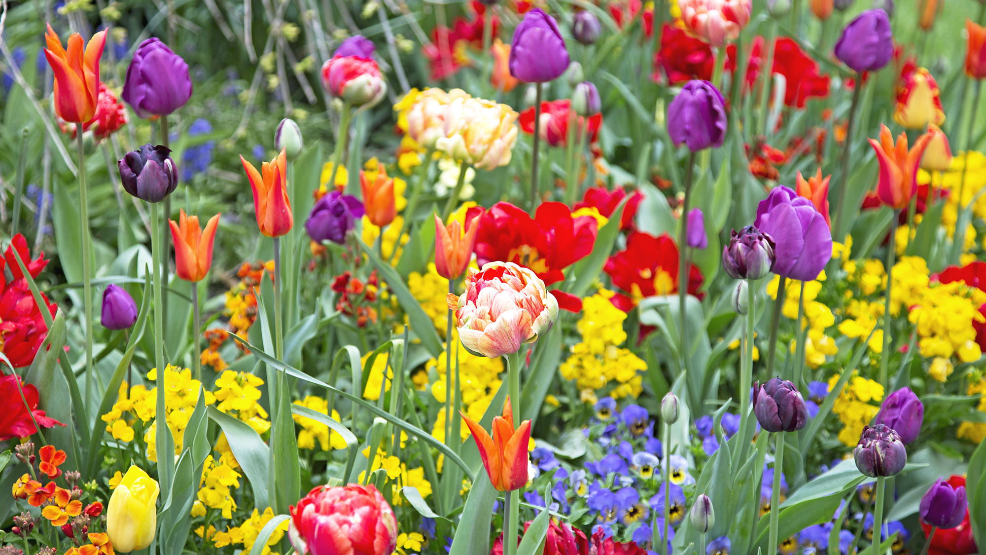 Spring flowers in a rainbow of colors