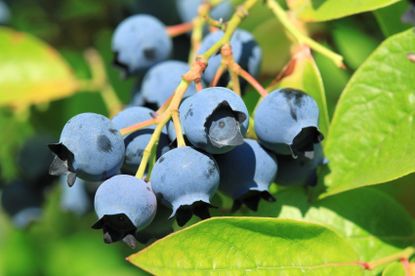 blueberry variety