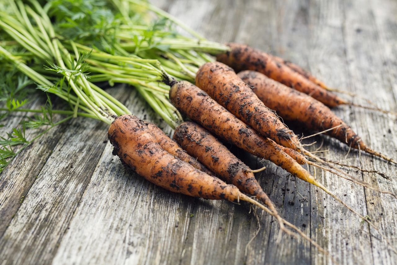 how to grow carrots