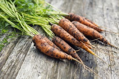 how to grow carrots
