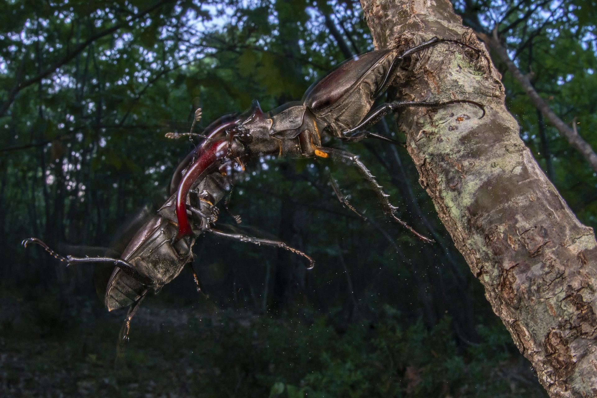 Two large beetles fight in mid-air