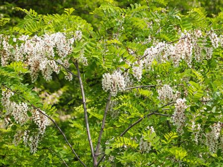 Locust Tree