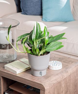 Monstera cobra in self-watering planter