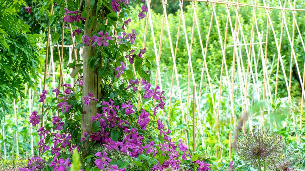 Clematis vines