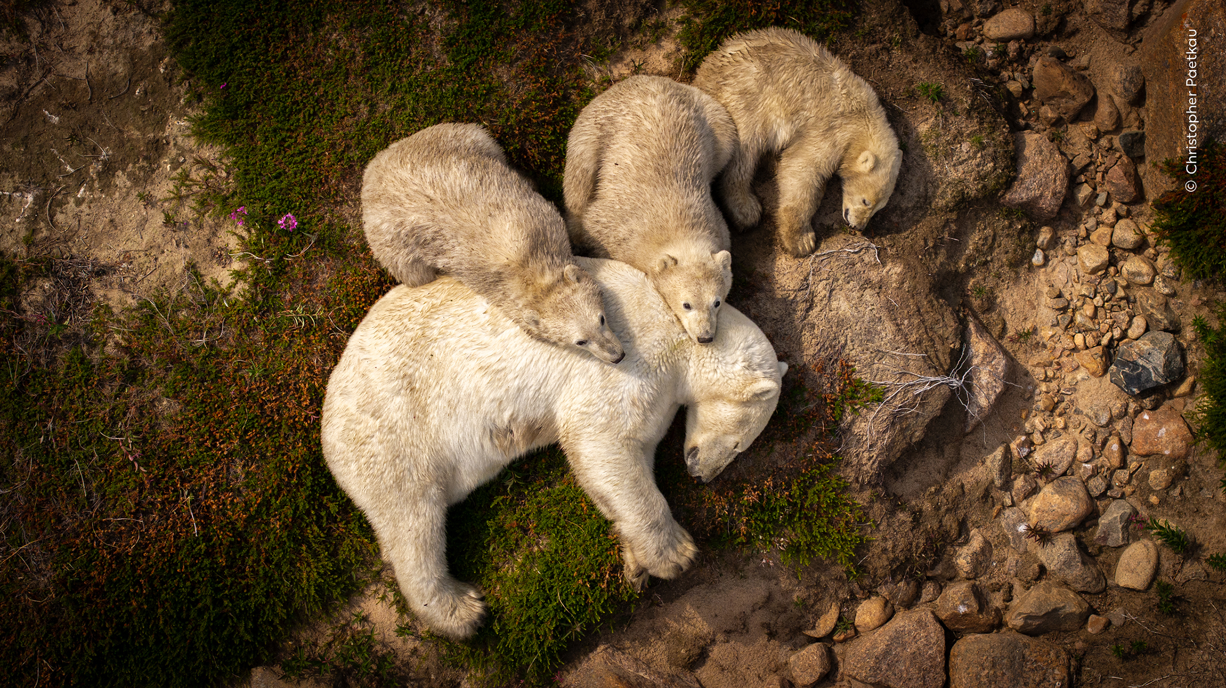 A polar bear rests on the ground surrounded by three playful cubs, amidst a natural landscape of rocks and greenery