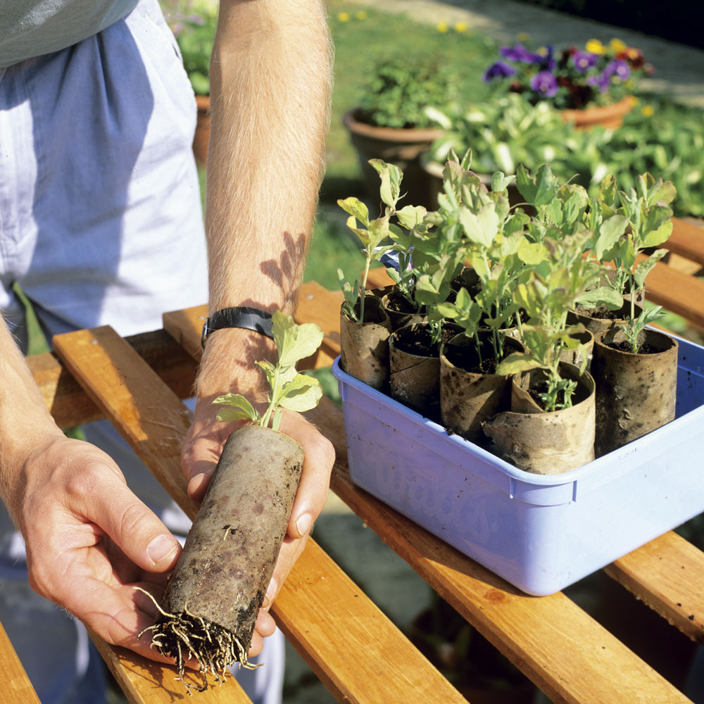 garden with bundle of plant root