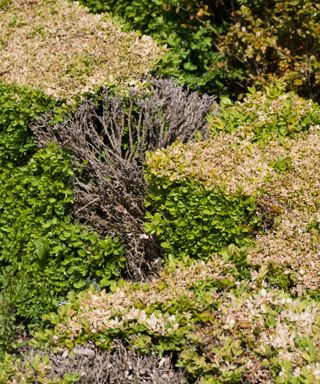 Buxus (box hedge) damaged by box blight