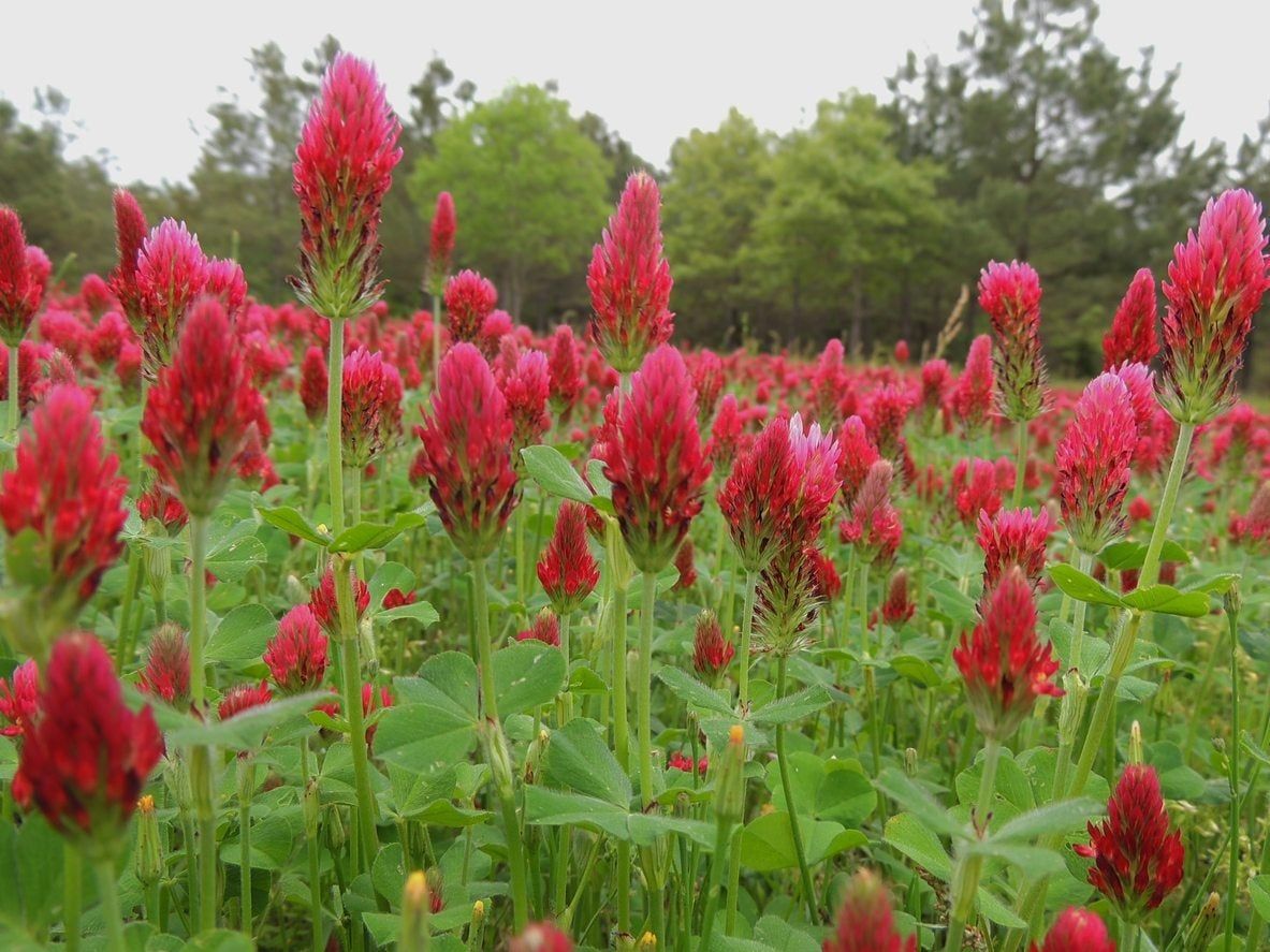 Crimson Clover Plants