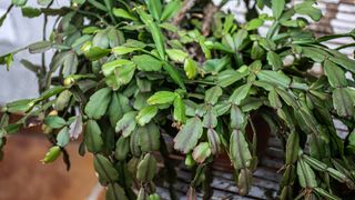 Christmas Cactus foliage without flowers