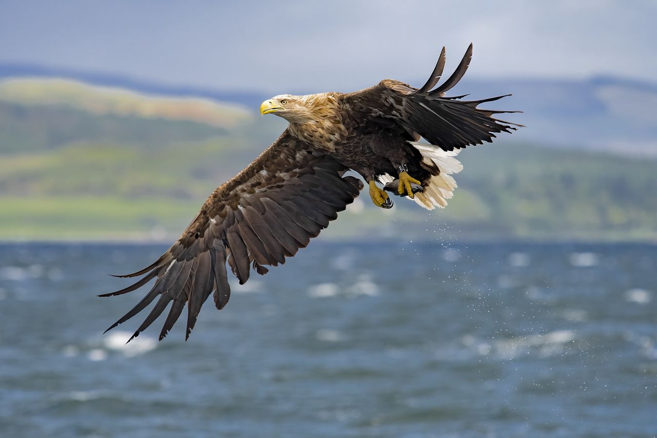 white-tailed eagle