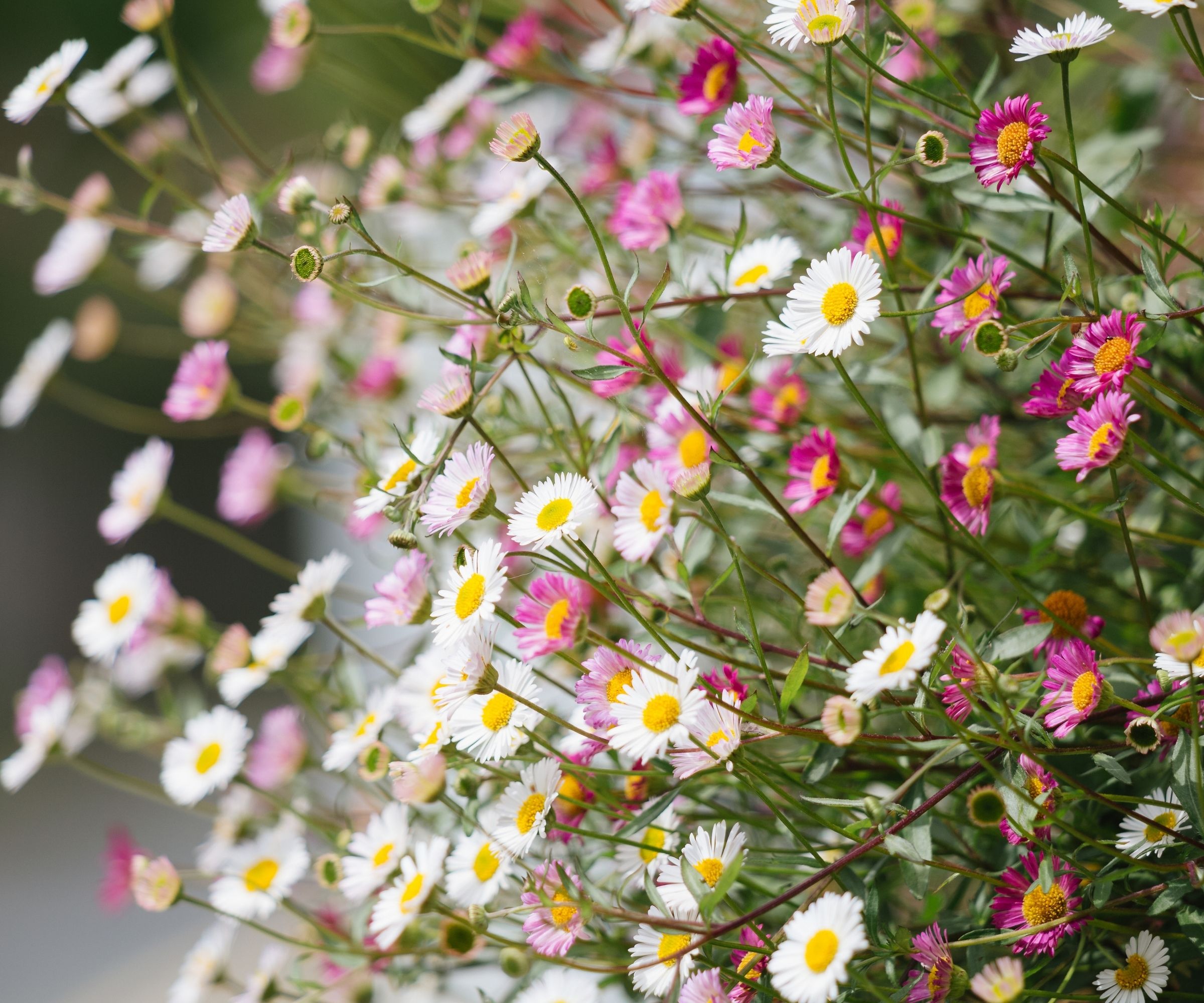 Limited depth of field image of the delicate white and pink daisy-like flowers of Erigeron karvinskianus (mexican fleabane), growing in a wall by the side of a road in Padstow, Cornwall, UK.