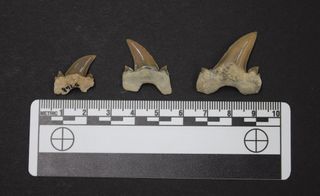 The Bryant Shark teeth are different sizes, but the largest one is 1 inch (2.7 centimeters) tall. Notice the small cusplets on the sides of the teeth.