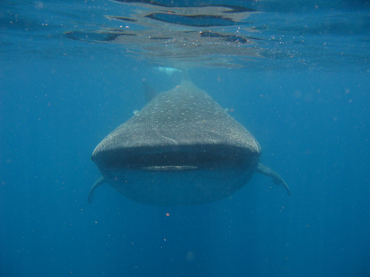 Whale shark close-up